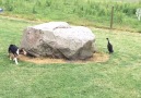 Dog and Duck Chase Each Other