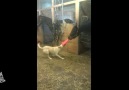 Dog And Horse Play Tug Of Cone