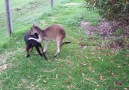 Dog and Kangaroo Friends