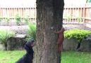 Dog and squirrel play catch around a tree Credit ViralHog