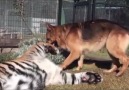 Dog And Tiger Play Fighting
