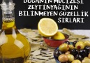 Doğanın mucizesi zeytinyağının bilinmeyen güzellik sırları...