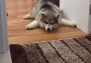 Dog Army Crawls Across The Floor