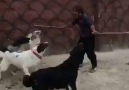 dog attack