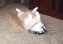 Dog Awkwardly Lays On Carpet