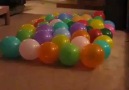 Dog & Balloons
