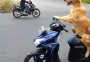 Dog bike