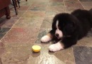 Dog Can't Make Heads Or Tales About Lemon