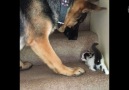 Dog Carries Kitten Upstairs