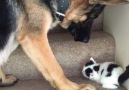 Dog Carries Tiny Kitten Up Stairs