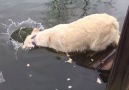 Dog Catches a Fish With Mouth
