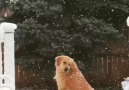 Dog Catches Falling Snowflakes with Tongue