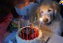Dog Celebrates 15th Birthday