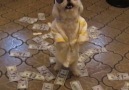 Dog Celebrating Pay Day