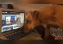 Dogception.