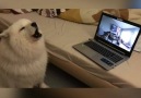 Dogception! Watch till the end