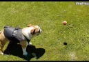 Dog Chases Ball On A Stick