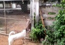 Dog Climbs Over Fence To Get To His Mate