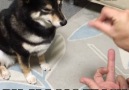 Dog confused by magic trick