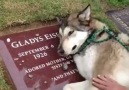 Dog cries on grave for its' owner :(