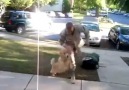 Dog Cries When Soldier Comes Home - Amazing!