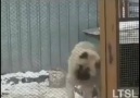 Dog dances with Native american Music!