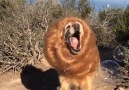 Dog Disguised As Majestic Lion