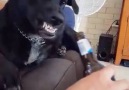 Dog Doesn't Want A Beer