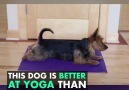 Dog Does Yoga