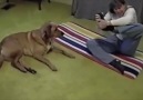 Dog doing Yoga