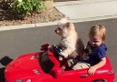 Dog drives little kid in his car