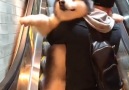 &dog Elvis hates escalators so we have to pick him up every time...&