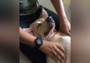 Dog Enjoys A Massage