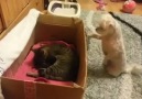 Dog’s reaction to seeing kittens for the first time