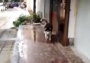 Dog experiencing lag