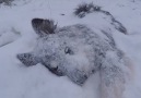 Dog Face Plants Snow