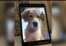 Dog Facetimes With Owner.