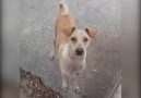 Dog Feeds Its Family After Being Given Food