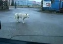 Dog Feels The Beat!