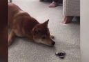 Dog fidget spinner