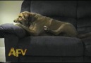 Dog Fights His Own Leg