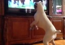 Dog flips out to horses on TV