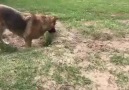 Dog Gets Confused By A Fox