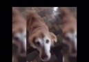 Dog gets some good news