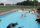 Doggie Pool Party