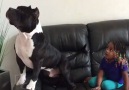 Dog & Girl Glued To TV