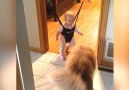 Dog Gives Baby A Bouncing Lesson