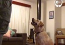 Doggos adorable reaction to a surpriseVia CONTENTbible