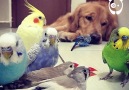 Doggo thinks hes their mommaBy @bobmarleygoldenretriever (goo.gldL3c9e)