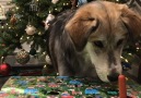 Doggo whack-a-mole might be the best Christmas game ever